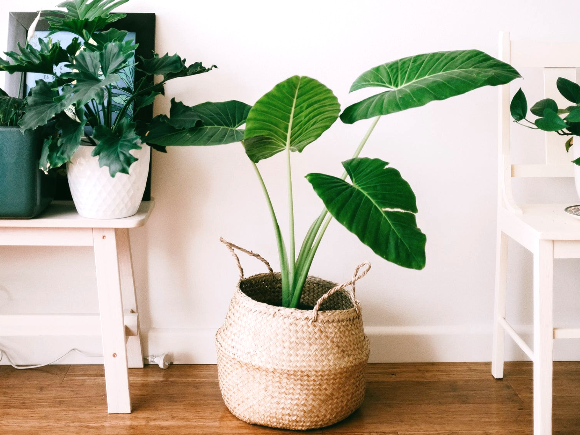 Vasi per piante da interno: 5 idee per la tua casa. - Heroplants