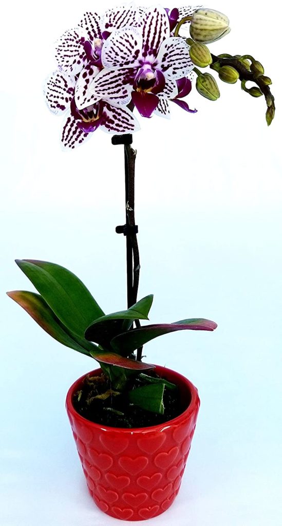 orchidea striata con vaso rosso