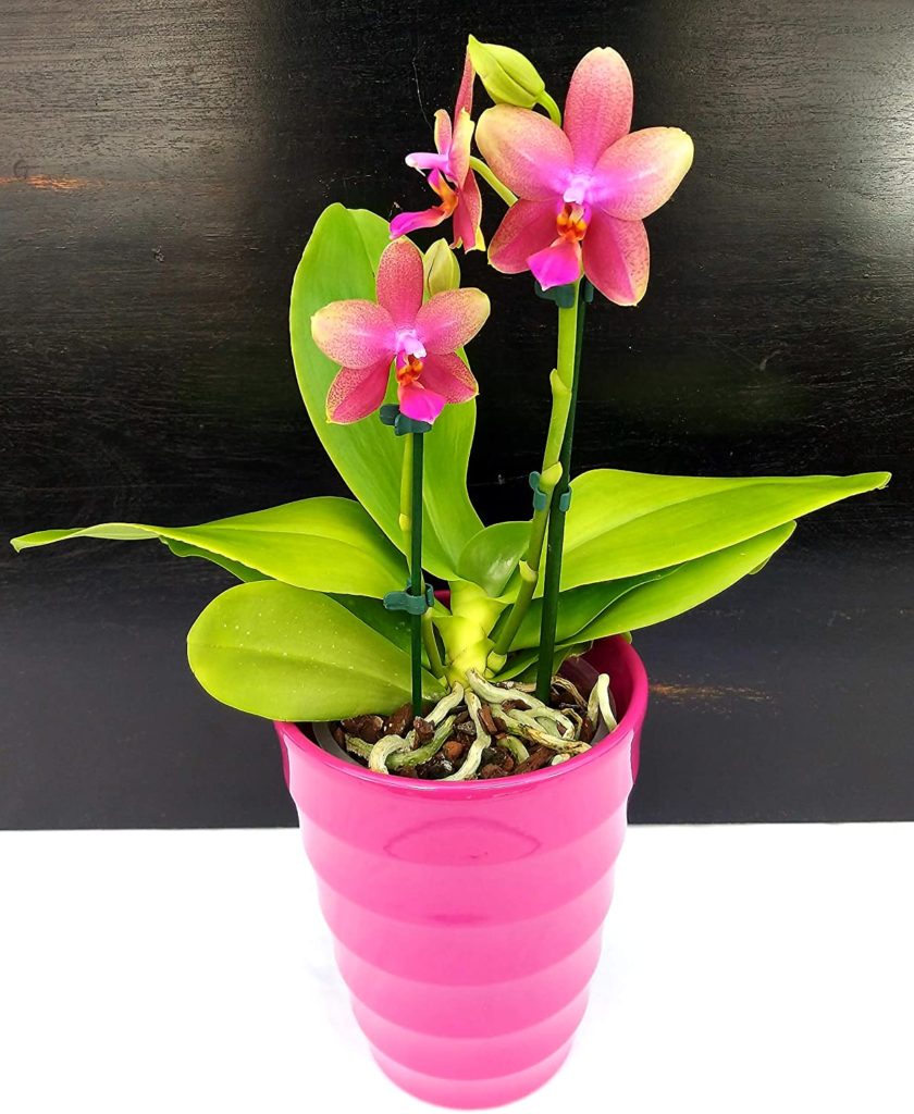 orchidea phalaenopsis fucsia con vaso