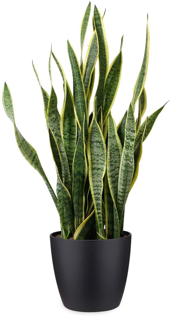 sansevieria pianta succulenta