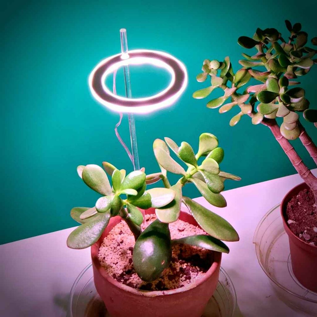 Plamp, luce per piante grow light